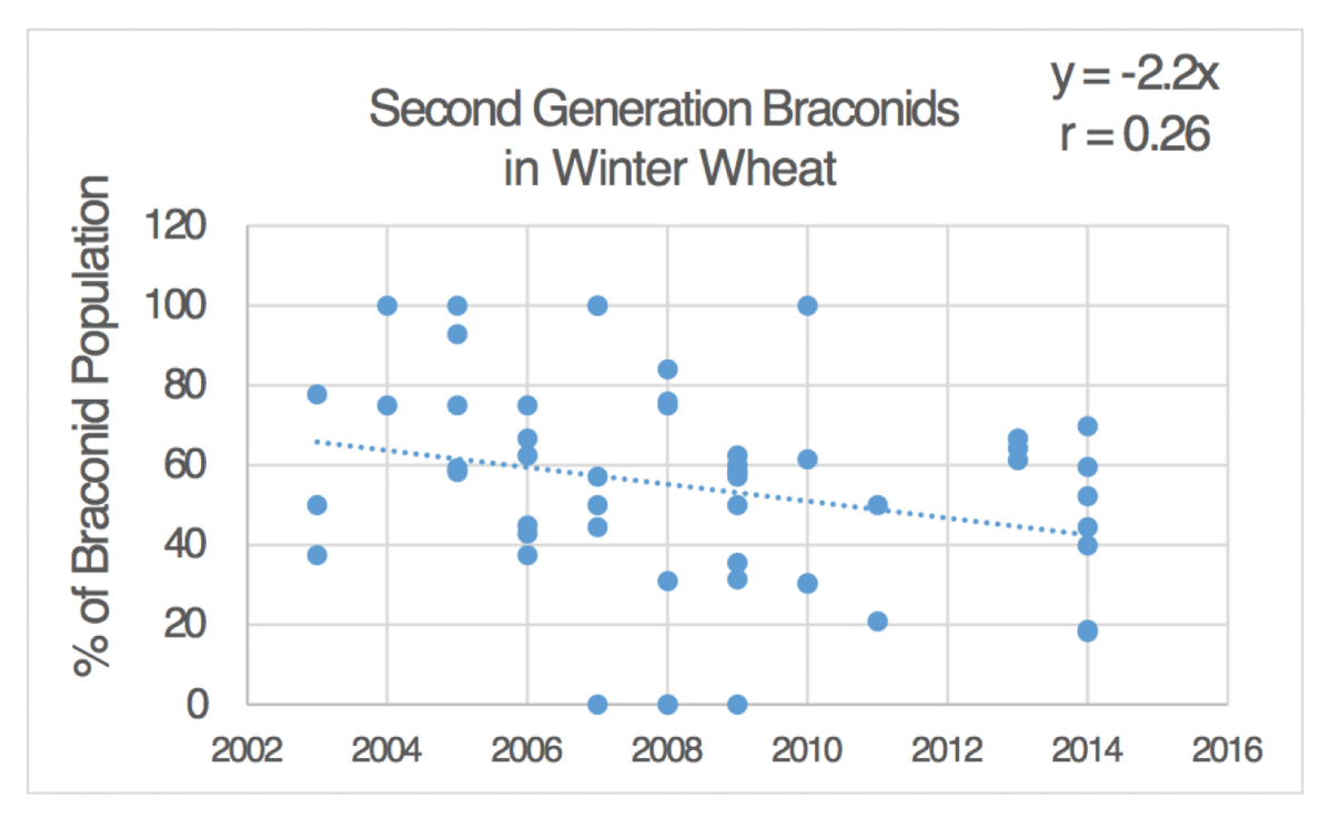 Second Generation Branconids in Winter Wheat