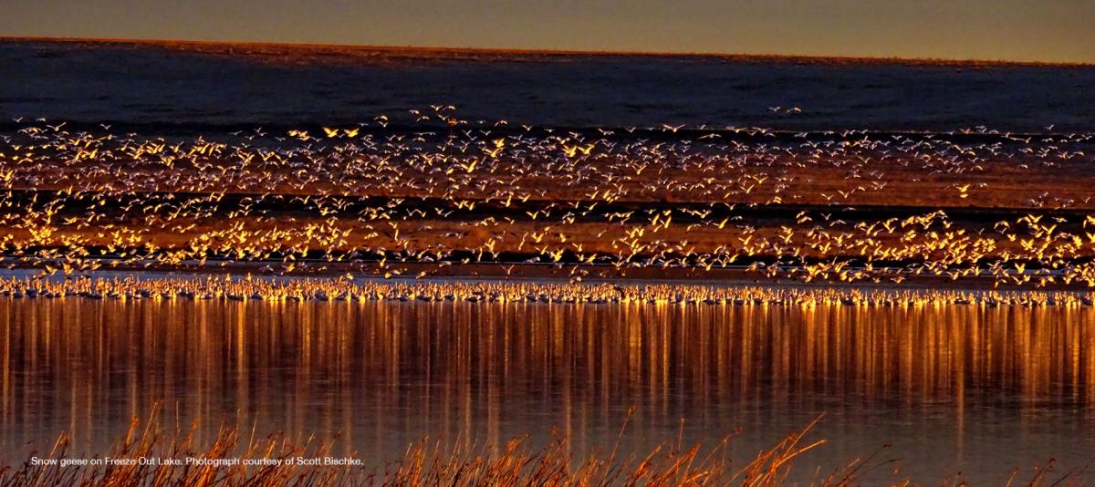 Snow geese on Freeze Out Lake. Photograph courtesy of Scott Bischke.