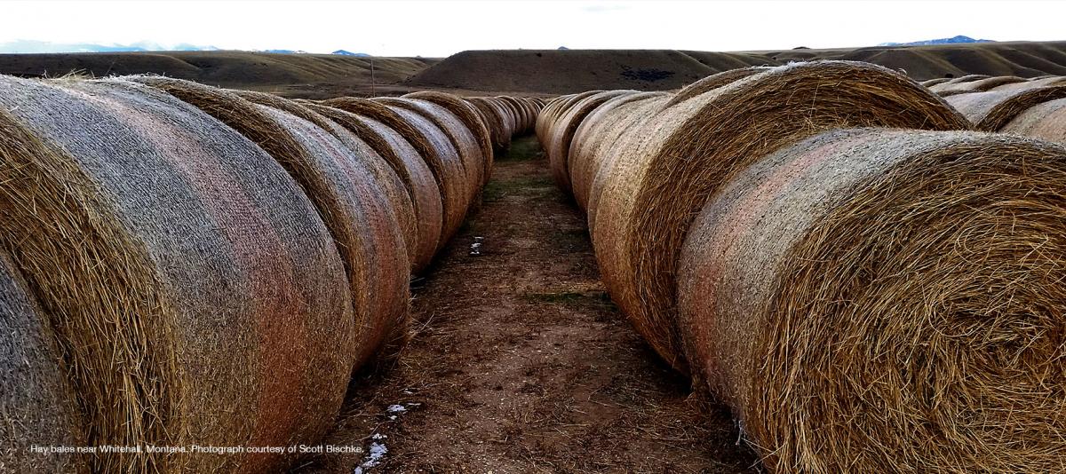  Hay bales near Whitehall, Montana. Photograph courtesy of Scott Bischke.